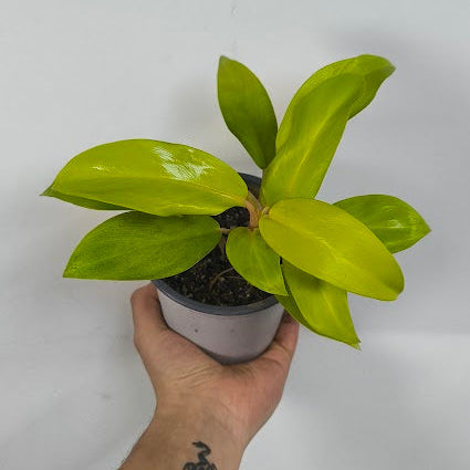 Philodendron Malay Gold