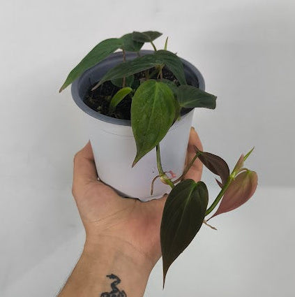Philodendron Selloum Micans