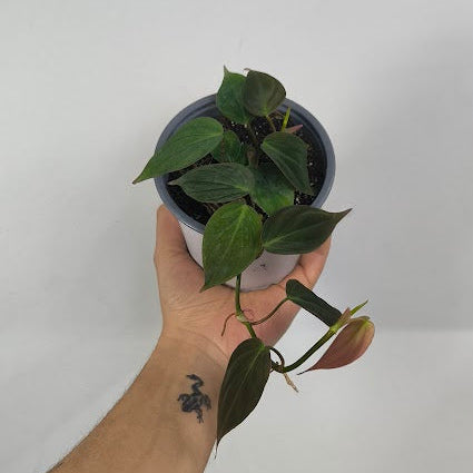 Philodendron Selloum Micans