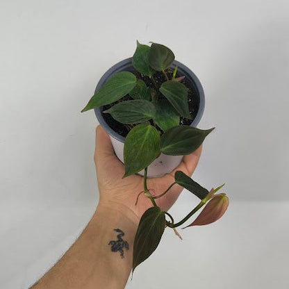 Philodendron Selloum Micans