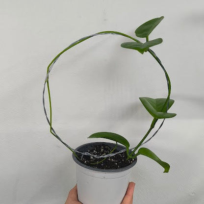 Hoya Australis