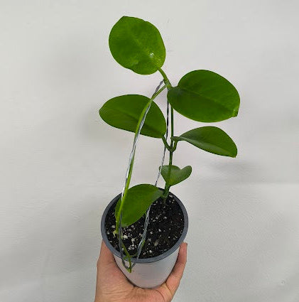 Hoya Australis