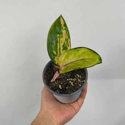 Aglaonema Spitfire
