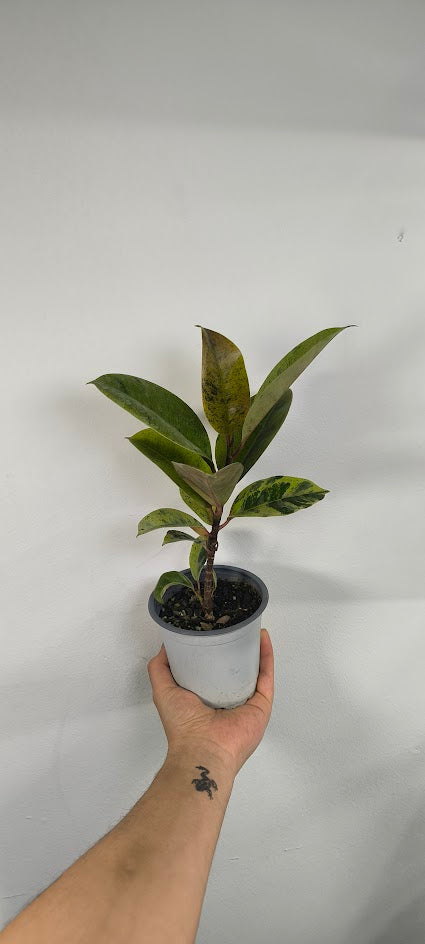 Ficus Shivereana