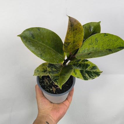 Ficus Shivereana