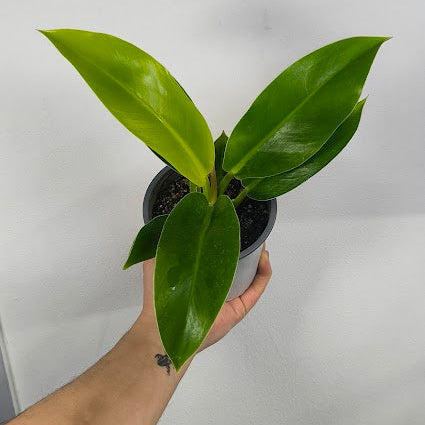 Philodendron Imperial Golden