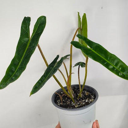 Philodendron Billietiae