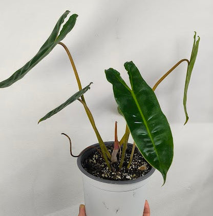 Philodendron Billietiae