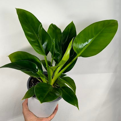 Philodendron Imperial Green