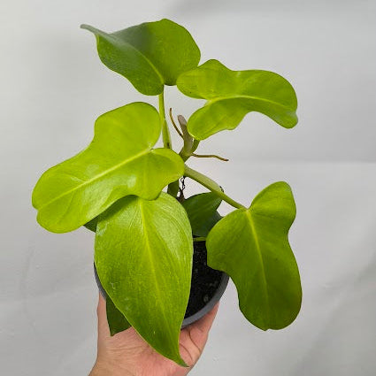 Philodendron Bipennifolium Aurea