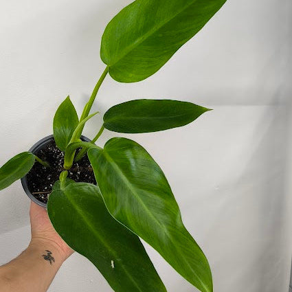 Philodendron Jose Buono-ScndCh