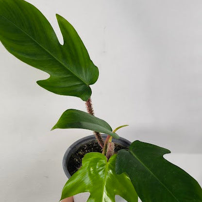 Philodendron Squamiferum