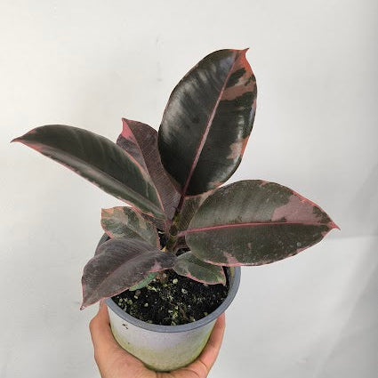 Ficus Ruby