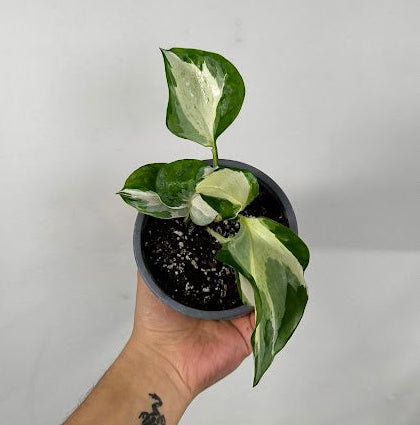 Epipremnum Manjula