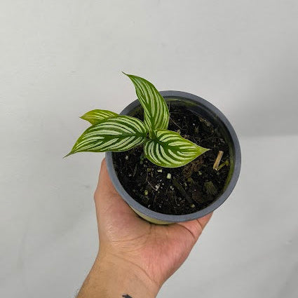 Calathea Vittata