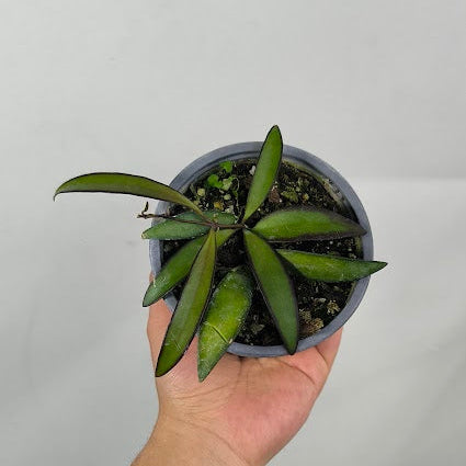 Hoya Wayetii