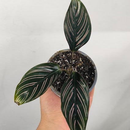 Calathea Ornata Sanderiana
