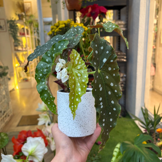 Maceta Cerámica estilo Terrazo 11Cm
