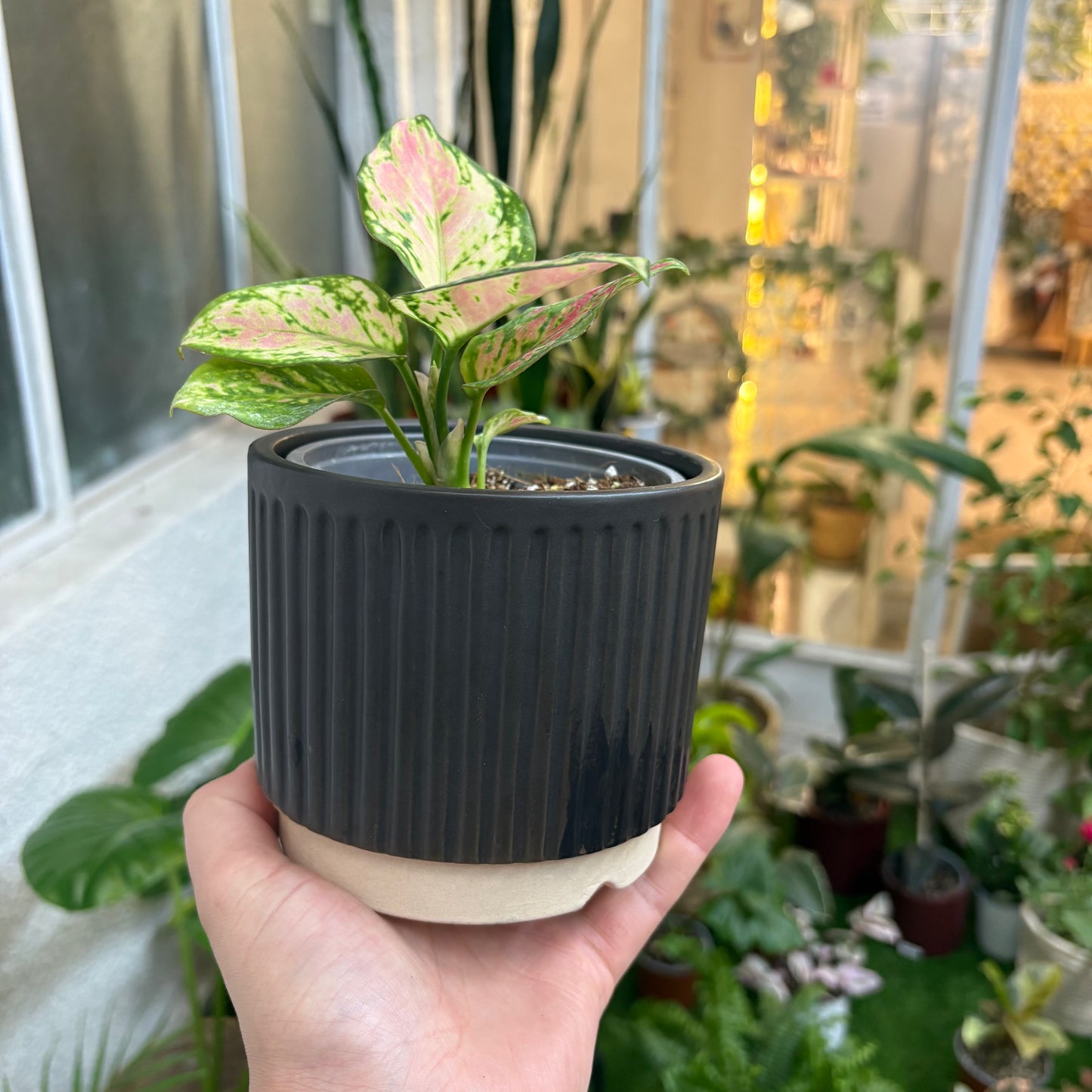 Macetero de Cerámica Enlozado 12cm