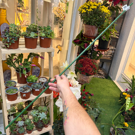 Tutor guía para plantas