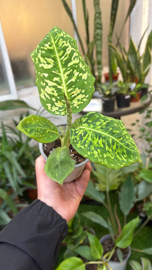 Dieffenbachia Reflector – Hojas Exóticas que Roban Miradas