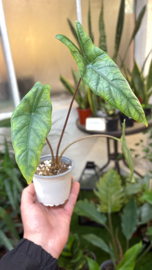 Alocasia Metallic Blue – Elegancia Metálica en Cada Hoja