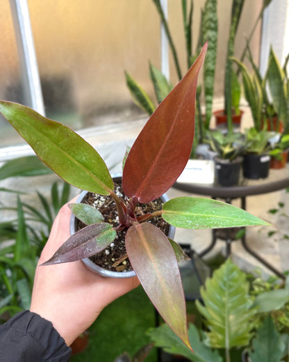 Philodendron Red Sun