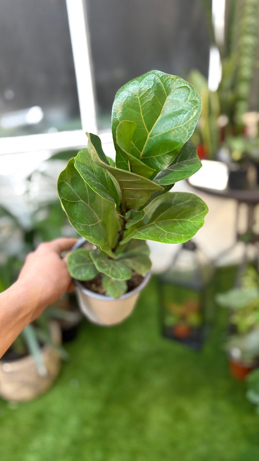 Ficus Lyrata Bambino – Elegancia Compacta para Espacios con Estilo