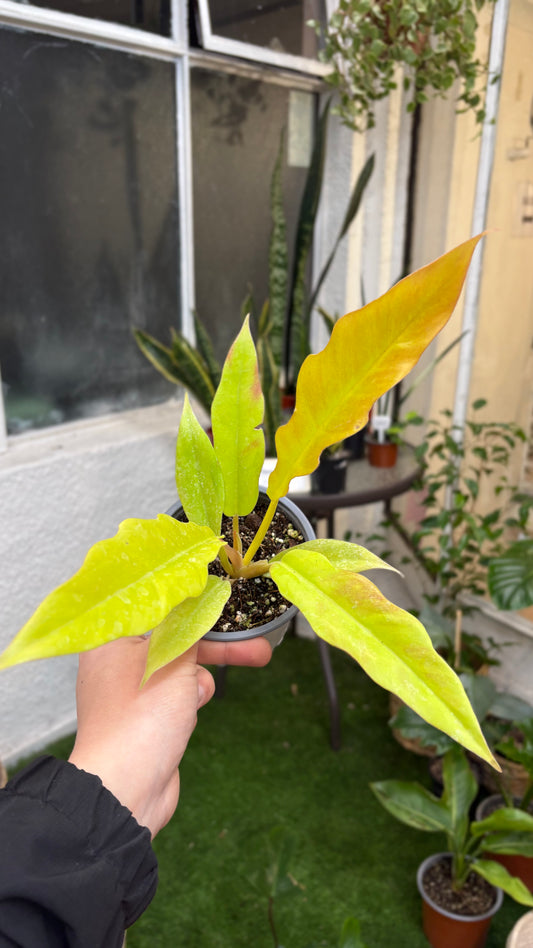 Philodendron Ring of Fire Golden – Follaje Dentado y Variegación Fiery