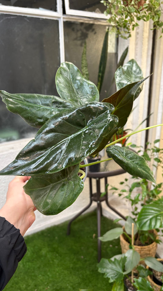 Alocasia Wentii – Hojas Majestuosas con Contraste Púrpura