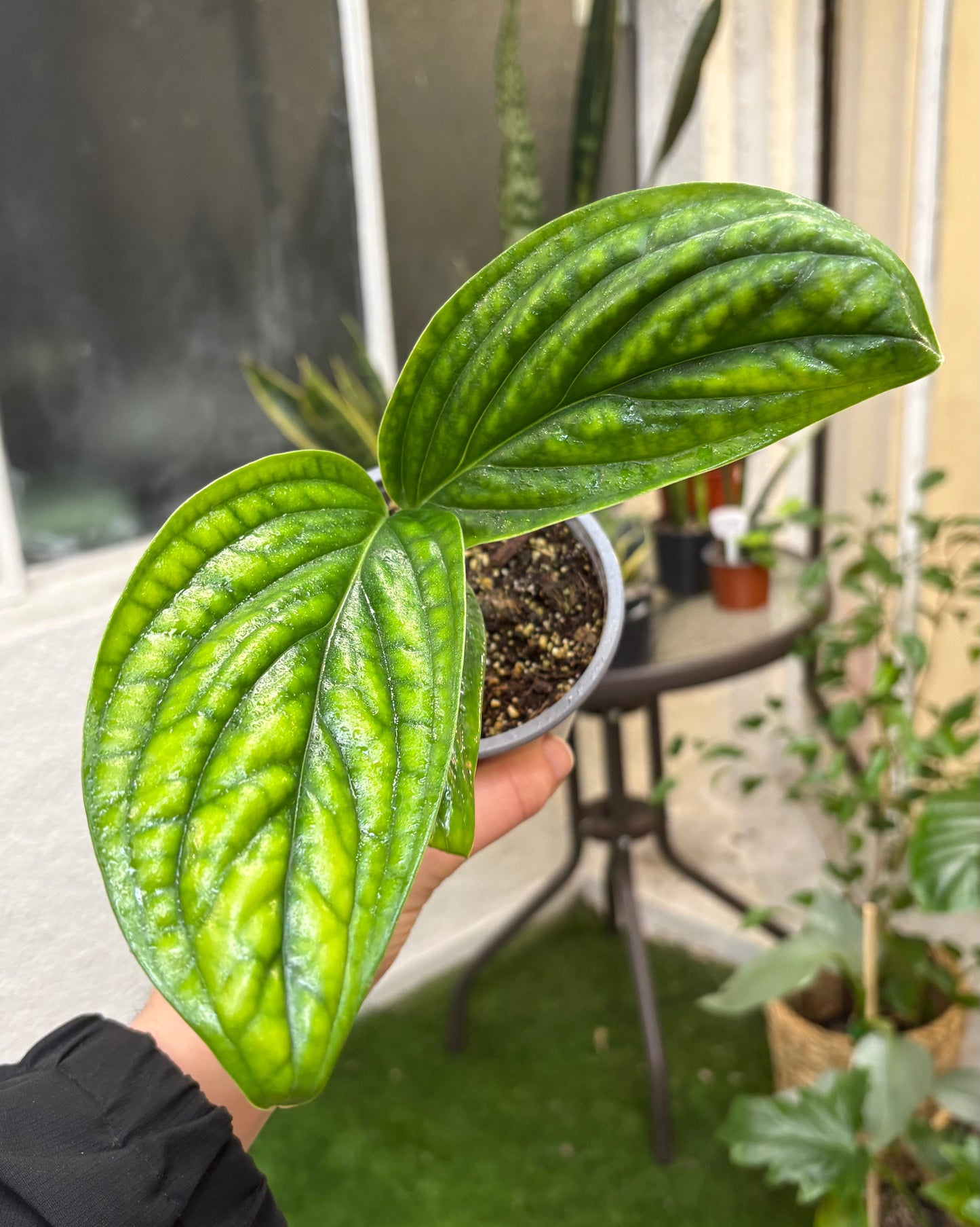 Monstera Peru