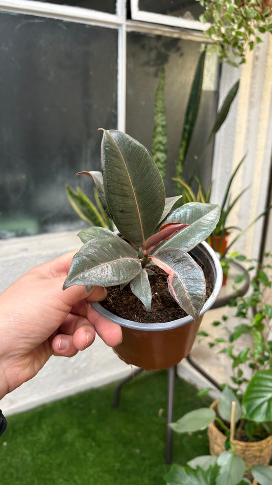 Gomero Asahe – Variegación Delicada y Estilo Sofisticado