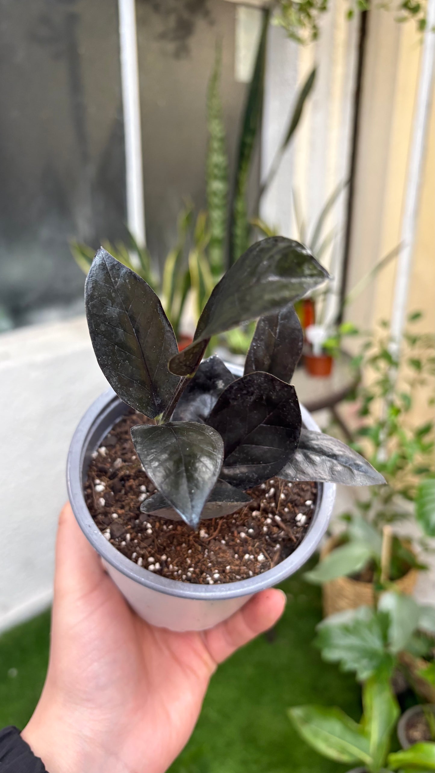 Zamioculca Raven – Elegancia Oscura y Cuidado Mínimo