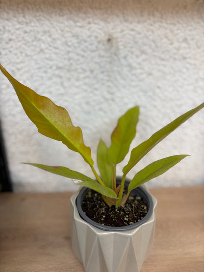 Philodendron Ring of Fire Golden – Follaje Dentado y Variegación Fiery