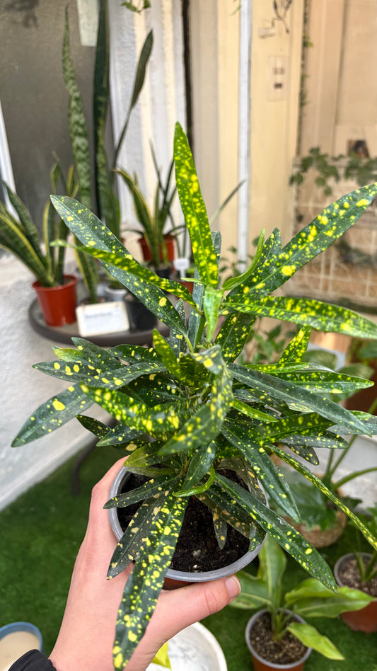 Croton Pictum – Color Tropical y Hojas de Alto Impacto