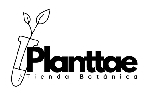 Planttae