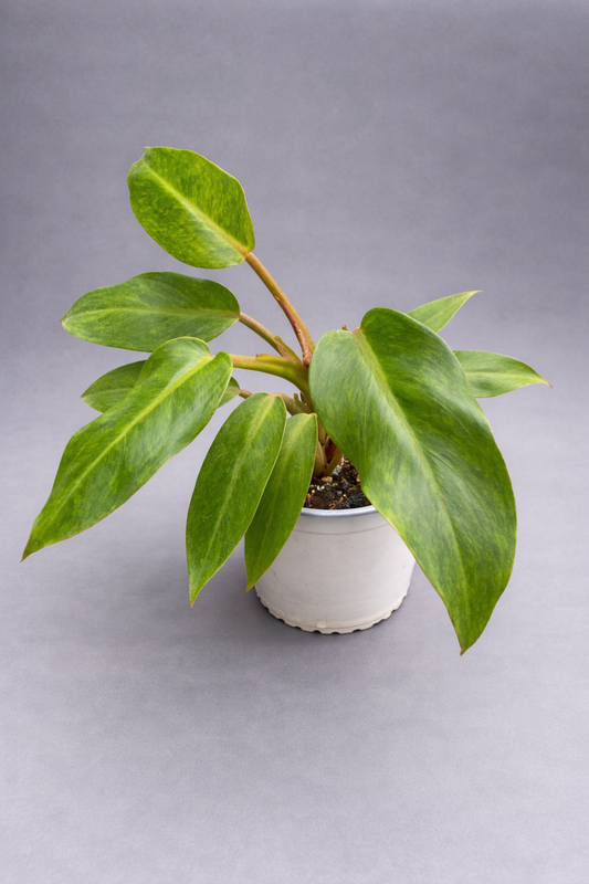 Philodendron Orange Marmalade