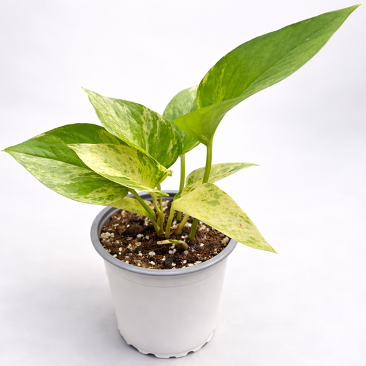 Scindapsus Marble Queen