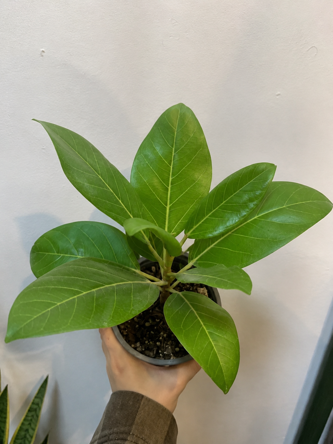 Ficus Altissima