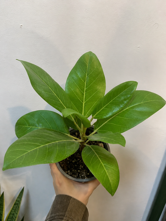 Ficus Altissima