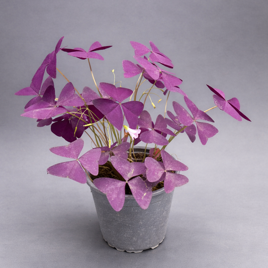 Oxalis Triangularis