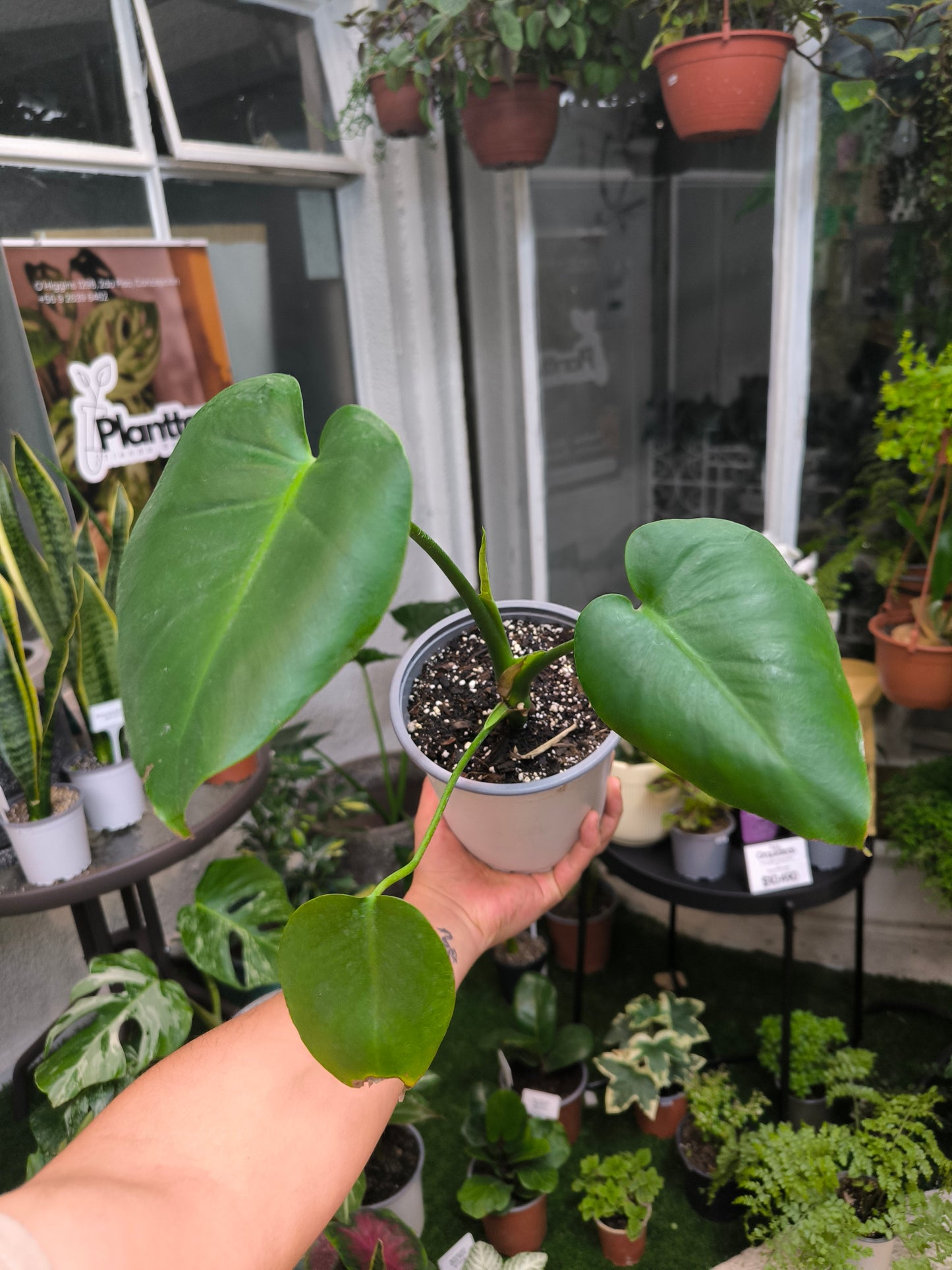 Monstera Deliciosa