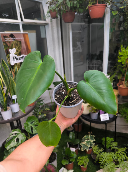 Monstera Deliciosa