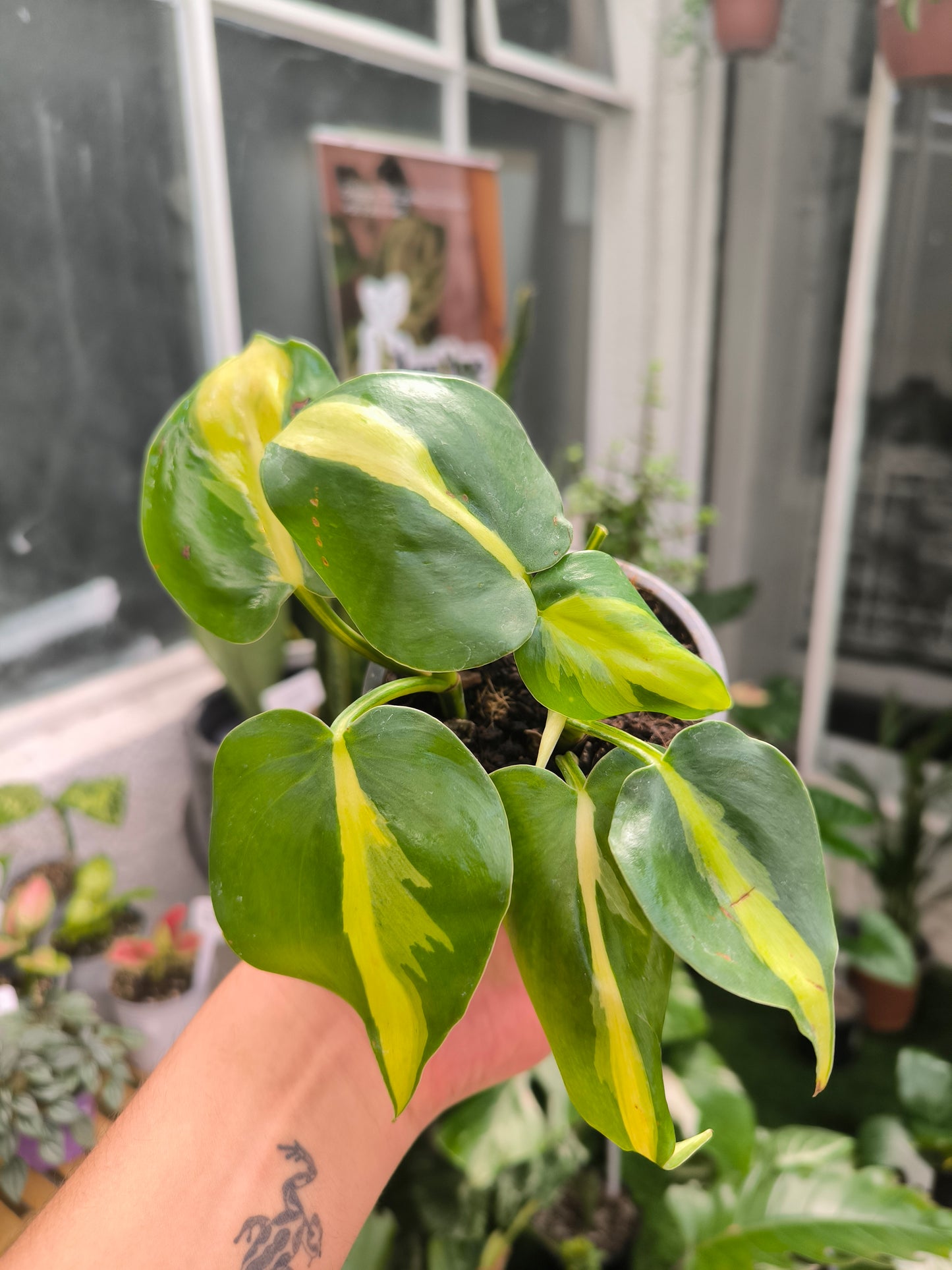 Philodendron Cordatum Brasil