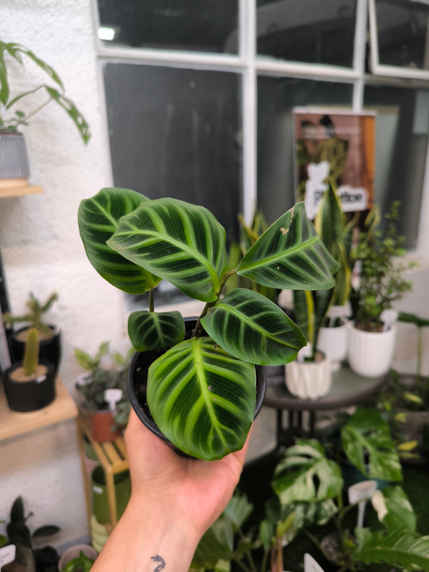 Calathea Zebrina