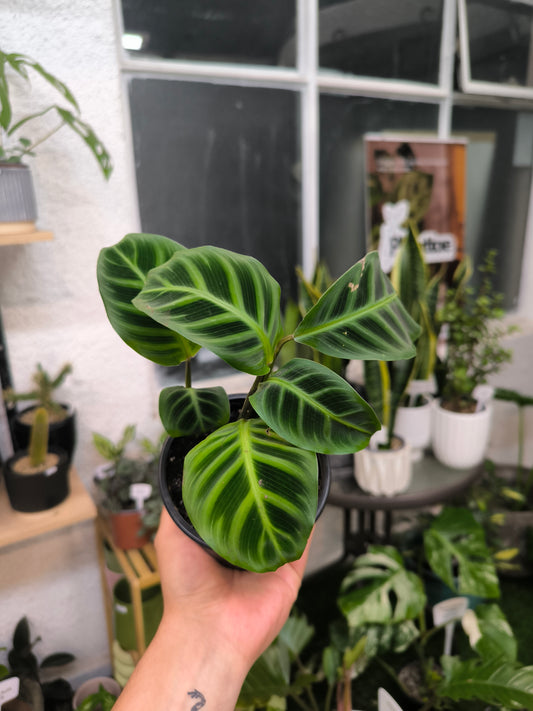 Calathea Zebrina