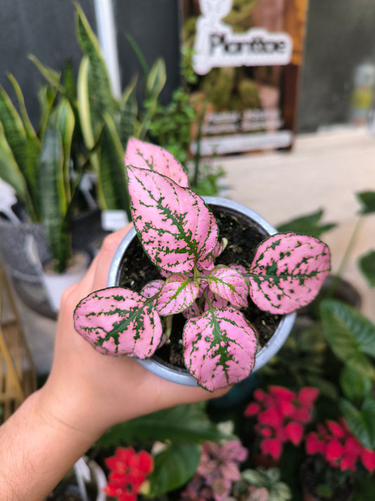 Hypoestes