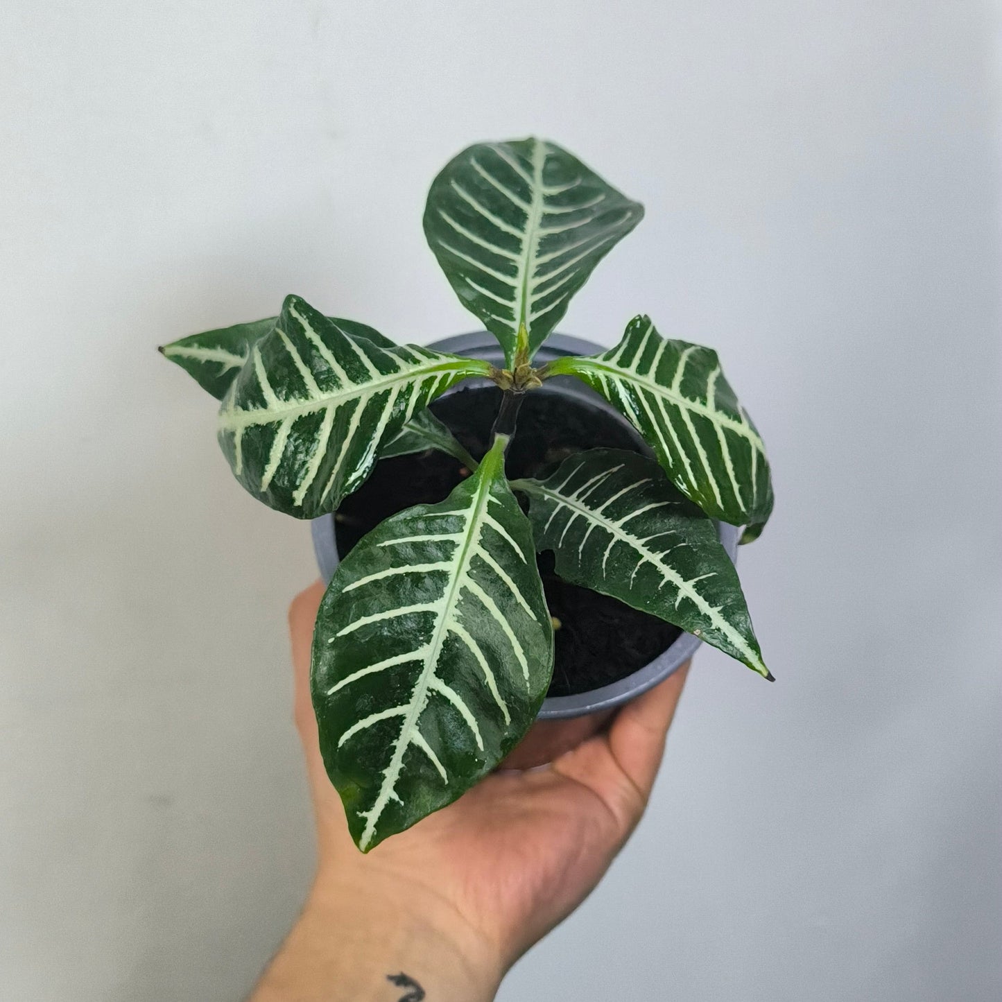 Aphelandra