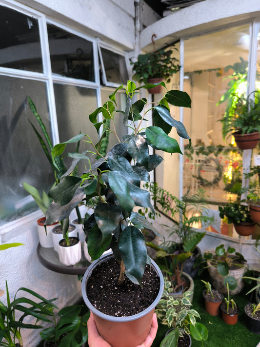 Ficus Benjamina