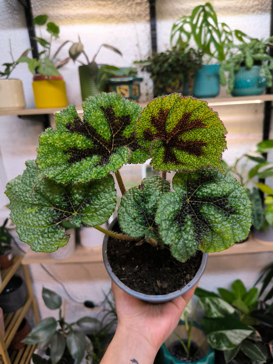 Begonia Cruz de Hierro